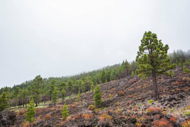 Caldera de Taburiente 'de yanmış orman, La Palma Adası, Kanarya Adaları, İspanya