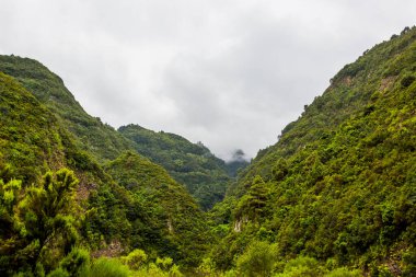İspanya, Kanarya Adaları, La Palma Adası 'ndaki Garafia' daki tropik dağlar