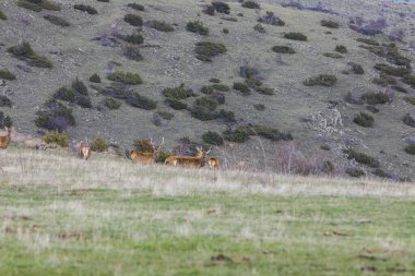Capcir, Cerdagne, Pyrenees, Güney Fransa 'da gün batımı ve geyikler.