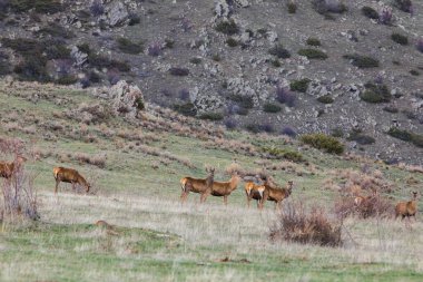 Capcir, Cerdagne, Pyrenees, Güney Fransa 'da gün batımı ve geyikler.