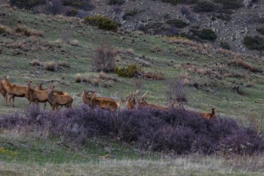 Capcir, Cerdagne, Pyrenees, Güney Fransa 'da gün batımı ve geyikler.