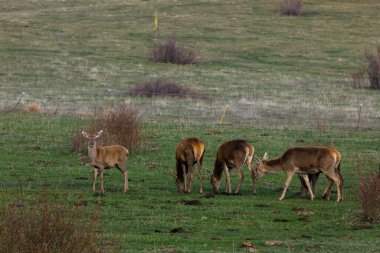 Capcir, Cerdagne, Pyrenees, Güney Fransa 'da gün batımı ve geyikler.