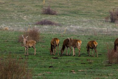 Capcir, Cerdagne, Pyrenees, Güney Fransa 'da gün batımı ve geyikler.