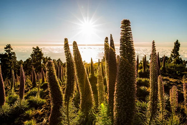 Pôr Sol Entre Tajinastes Caldera Taburiente Palma Island Ilhas Canárias — Fotografia de Stock