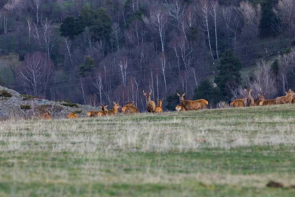 Puesta Sol Ciervos Capcir Cerdeña Pirineos Sur Francia —  Fotos de Stock