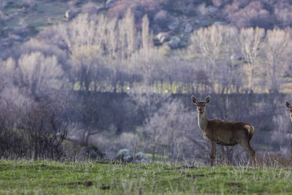 Ηλιοβασίλεμα Και Ελάφια Στο Capcir Cerdagne Πυρηναία Νότια Γαλλία — Φωτογραφία Αρχείου