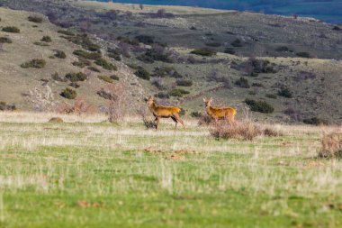 Capcir, Cerdagne, Pyrenees, Güney Fransa 'da gün batımı ve geyikler.