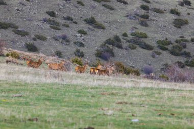 Capcir, Cerdagne, Pyrenees, Güney Fransa 'da gün batımı ve geyikler.