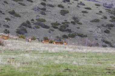 Capcir, Cerdagne, Pyrenees, Güney Fransa 'da gün batımı ve geyikler.