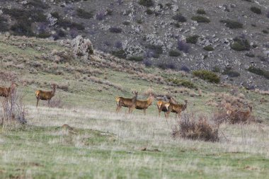Capcir, Cerdagne, Pyrenees, Güney Fransa 'da gün batımı ve geyikler.