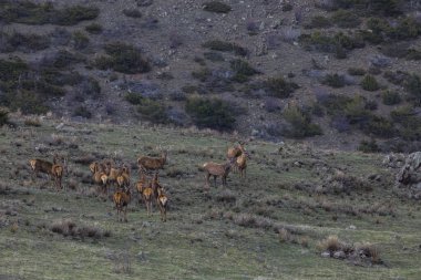 Capcir, Cerdagne, Pyrenees, Güney Fransa 'da gün batımı ve geyikler.