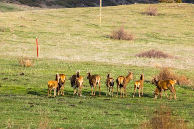 Capcir, Cerdagne, Pyrenees, Güney Fransa 'da gün batımı ve geyikler.