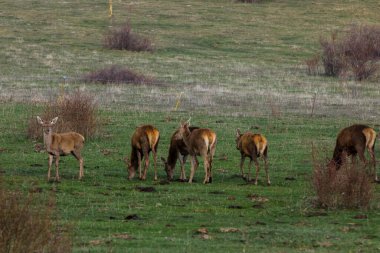 Capcir, Cerdagne, Pyrenees, Güney Fransa 'da gün batımı ve geyikler.