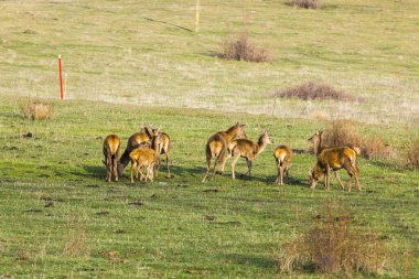 Capcir, Cerdagne, Pyrenees, Güney Fransa 'da gün batımı ve geyikler.