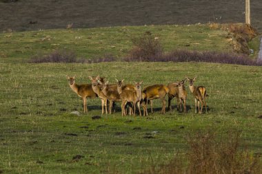 Capcir, Cerdagne, Pyrenees, Güney Fransa 'da gün batımı ve geyikler.