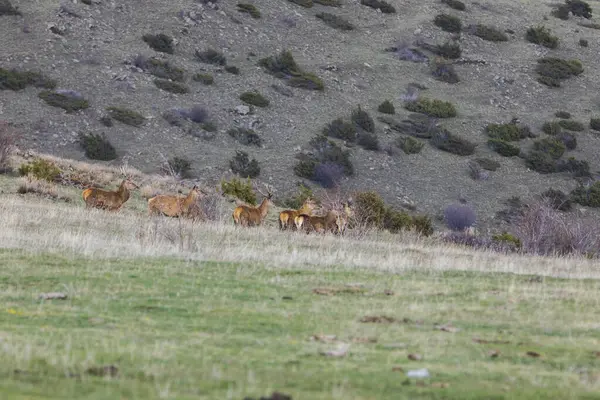 Západ Slunce Jeleni Capcir Cerdagne Pyrenees Jižní Francie — Stock fotografie