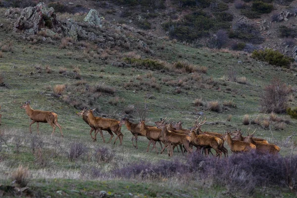 Ηλιοβασίλεμα Και Ελάφια Στο Capcir Cerdagne Πυρηναία Νότια Γαλλία — Φωτογραφία Αρχείου