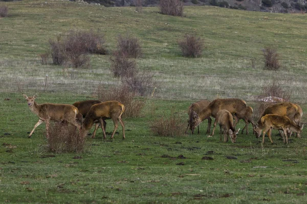 Ηλιοβασίλεμα Και Ελάφια Στο Capcir Cerdagne Πυρηναία Νότια Γαλλία — Φωτογραφία Αρχείου