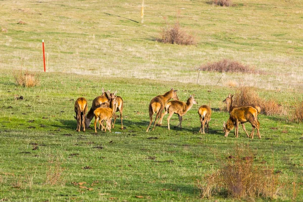 Apus Soare Cerbi Capcir Cerdagne Pirinei Sudul Franței — Fotografie, imagine de stoc