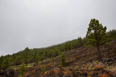 Caldera de Taburiente 'de yanmış orman, La Palma Adası, Kanarya Adaları, İspanya