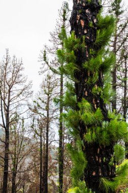 Caldera de Taburiente 'de yanmış orman, La Palma Adası, Kanarya Adaları, İspanya