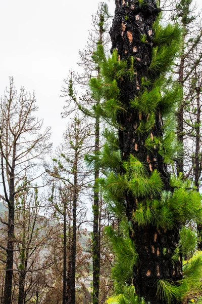 Caldera de Taburiente 'de yanmış orman, La Palma Adası, Kanarya Adaları, İspanya