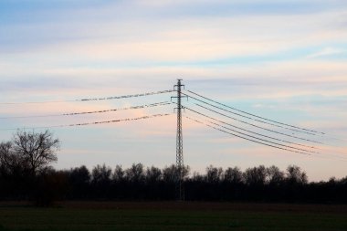 İspanya Aiguamolls De L Emporda Doğa Parkı 'ndaki elektrik direklerinde dinlenen sığırcıklar.