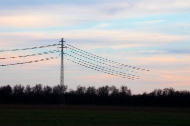 İspanya Aiguamolls De L Emporda Doğa Parkı 'ndaki elektrik direklerinde dinlenen sığırcıklar.