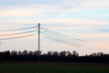 İspanya Aiguamolls De L Emporda Doğa Parkı 'ndaki elektrik direklerinde dinlenen sığırcıklar.