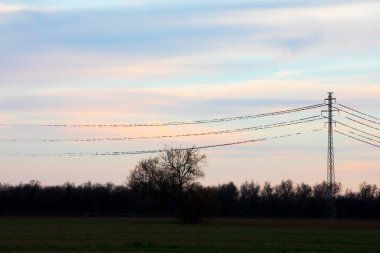İspanya Aiguamolls De L Emporda Doğa Parkı 'ndaki elektrik direklerinde dinlenen sığırcıklar.