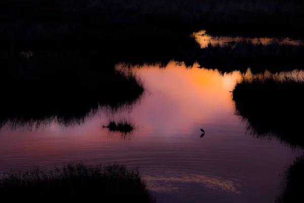 Pequena Garça Pôr Sol Primavera Reserva Natural Aiguamolls Emporda Espanha — Fotografia de Stock