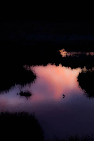 Málo Volavky Jarním Západu Slunce Přírodní Rezervaci Aiguamolls Emporda Španělsko — Stock fotografie