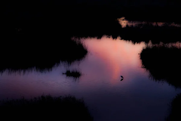 Pequena Garça Pôr Sol Primavera Reserva Natural Aiguamolls Emporda Espanha — Fotografia de Stock