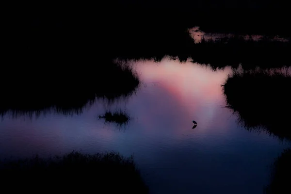 Liten Egret Vårsolnedgången Aiguamolls Emporda Naturreservat Spanien — Stockfoto