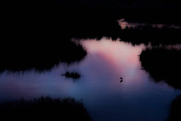 Aiguamolls Emporda Doğa Rezervi Spanya Bahar Günbatımında Küçük Bir Balıkçıl — Stok fotoğraf