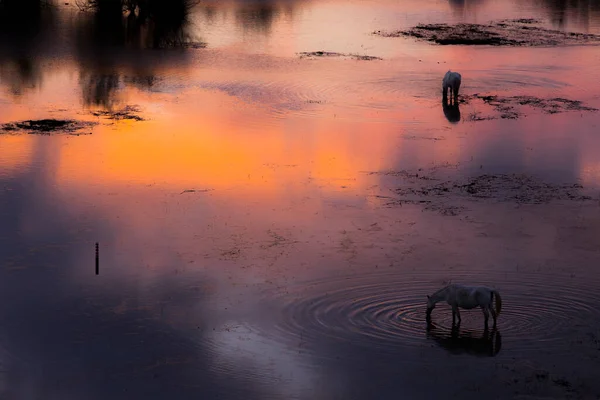 Pôr Sol Primavera Cavalos Aiguamolls Emporda Nature Park Espanha — Fotografia de Stock