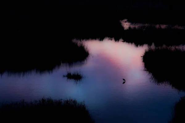 Little Egret Spring Sunset Aiguamolls Emporda Nature Reserve Spain — Stock Photo, Image