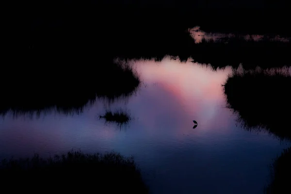 Aiguamolls Emporda Doğa Rezervi Spanya Bahar Günbatımında Küçük Bir Balıkçıl — Stok fotoğraf