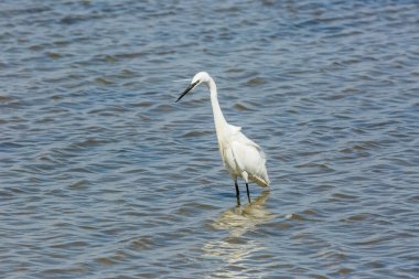 Delta de l 'Ebre Doğa Parkı, Tarragona, Katalonya, İspanya