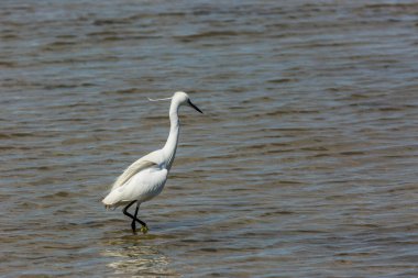 Delta de l 'Ebre Doğa Parkı, Tarragona, Katalonya, İspanya