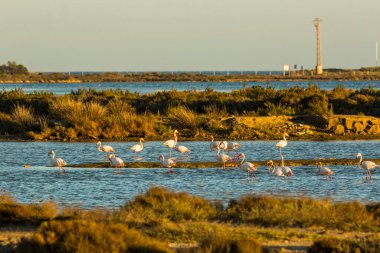 Delta de l 'Ebre Doğa Parkı, Tarragona, Katalonya, İspanya