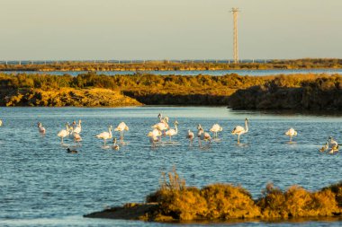Delta de l 'Ebre Doğa Parkı, Tarragona, Katalonya, İspanya