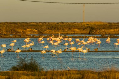 Delta de l 'Ebre Doğa Parkı, Tarragona, Katalonya, İspanya