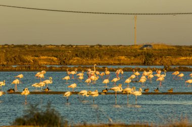 Delta de l 'Ebre Doğa Parkı, Tarragona, Katalonya, İspanya