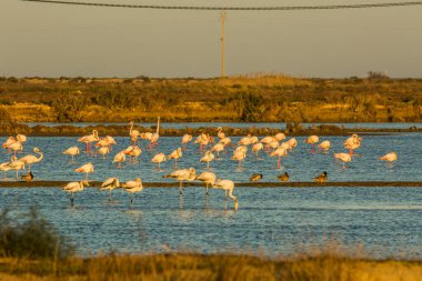 Delta de l 'Ebre Doğa Parkı, Tarragona, Katalonya, İspanya