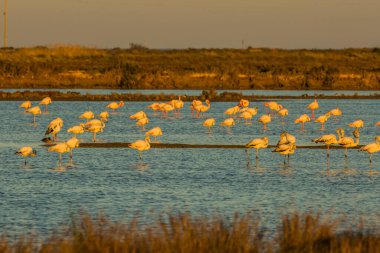 Delta de l 'Ebre Doğa Parkı, Tarragona, Katalonya, İspanya