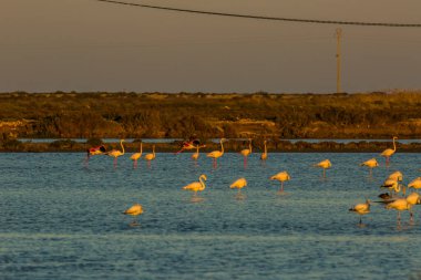 Delta de l 'Ebre Doğa Parkı, Tarragona, Katalonya, İspanya
