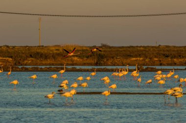 Delta de l 'Ebre Doğa Parkı, Tarragona, Katalonya, İspanya