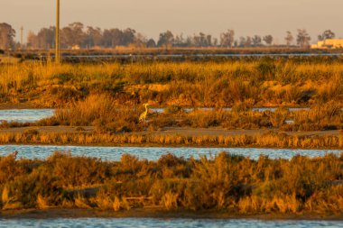 Delta de l 'Ebre Doğa Parkı, Tarragona, Katalonya, İspanya