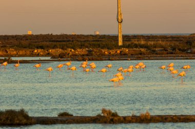 Delta de l 'Ebre Doğa Parkı, Tarragona, Katalonya, İspanya